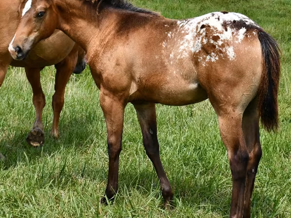 Kobila, Appaloosa