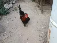 Chickens — Foto 2