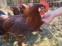 Chickens — الصورة 3