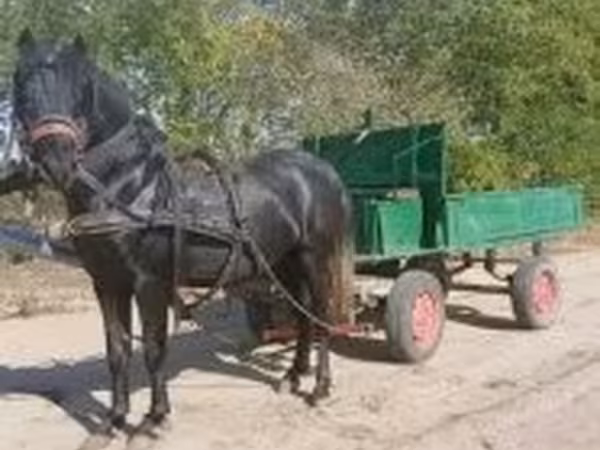 At, Atlar