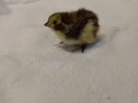 Quails — zdjęcie 1