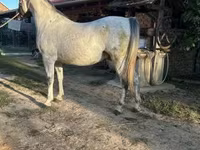 घोड़ा, Lipizzaner — फ़ोटो 2