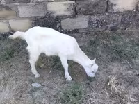 Koza, Saanen goat — fotografija 4