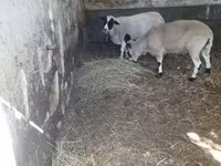 公羊, Dorper sheep — 照片 3