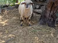 Carneiro, White Suffolk sheep — foto 3