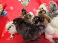 Silkie — photo 3