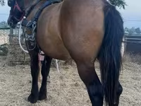 Caballo, Caballos — foto 2