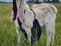 Ziegenbock, Gulabi goats — Foto 2