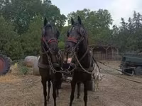 Égua, Akhal-Teke — foto 1