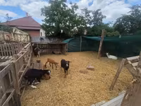 Теке, Nubian Goat — 1-сурет