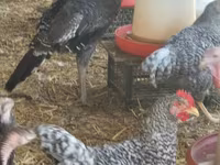 Turkeys — fotografija 1