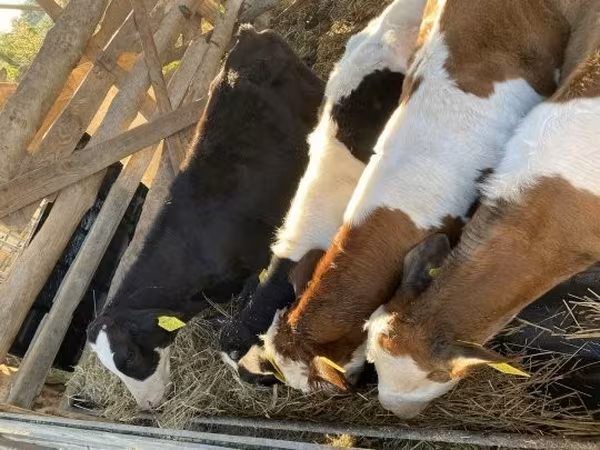 Taureau, Simmental cattle