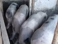 Schweine (Partie, Geschlecht nicht angegeben), Schweine — Foto 2