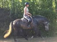 घोड़ा, Andalusian horse — फ़ोटो 2