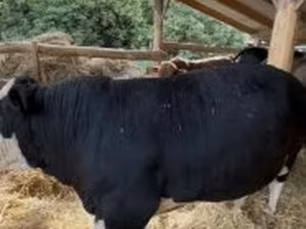Bulle, Holstein-Rasse
