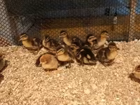 Ducks — Foto 2