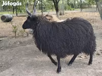 نعجة, Racka sheep — الصورة 2