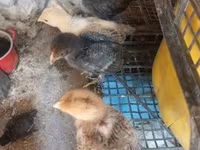 Chickens — 写真 4