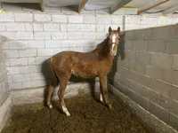 Kobila, Anglo-Arabian — fotografija 2