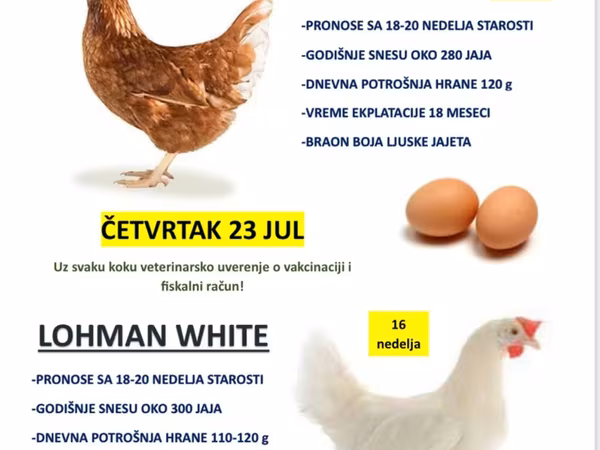 Loman braon — Србија