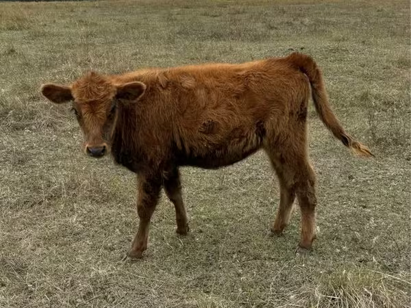 Vaca, Bovinos