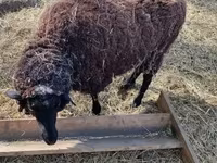 Oveja, Merino sheep — foto 5