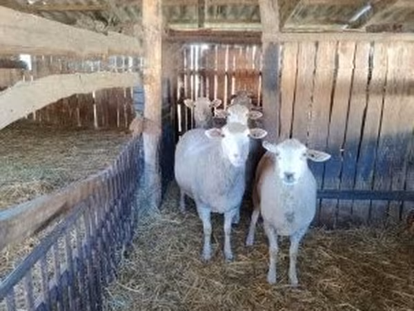 Қой, Ile-de-France sheep