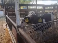 Bulle, Russian Black pied cattle — Foto 3