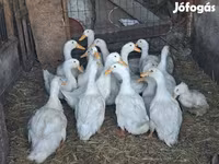 Ducks — fotografija 3