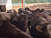 Bik, Simmental cattle — fotografija 5