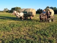 Stute, Friesian — Foto 4
