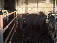 Bik, Simmental cattle — fotografija 6