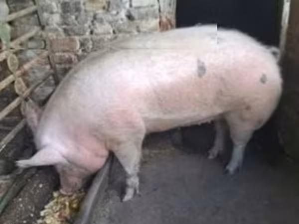 Porca,  — Hungria