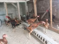 Chickens — fotografija 2
