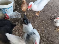 Chickens — fotografija 2