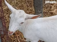تيس, الماعز — الصورة 7
