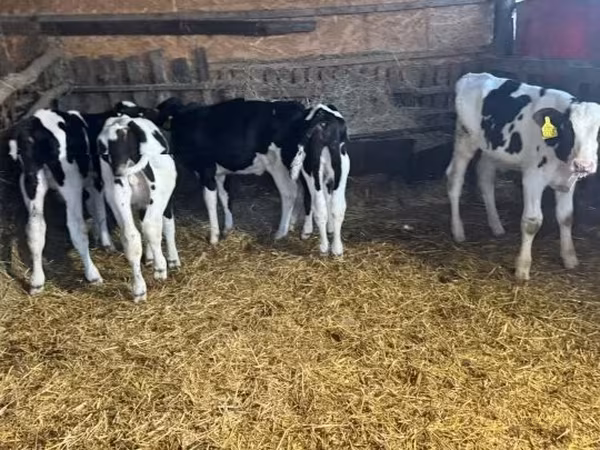 Taureau, Russian Black pied cattle — Hongrie