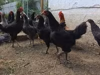 Chickens — الصورة 1