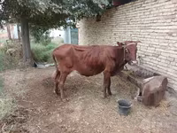Krowa, Bydło — zdjęcie 3