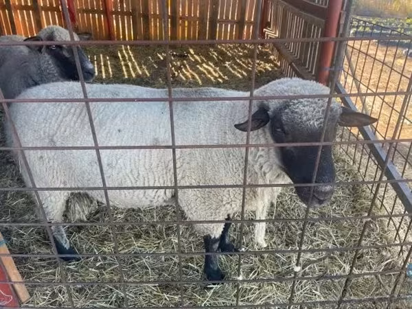 Bélier, Shroshire sheep