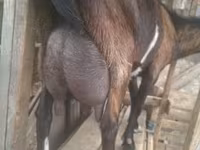 Cabro, Alpine goat — foto 3