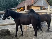 Caballo, Caballos — foto 4