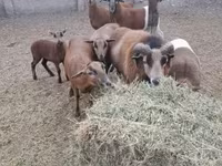 मेढ़ा, Cameroon sheep — फ़ोटो 1
