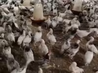 Chickens — fotografija 5