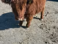 Vaca, Highland — foto 3