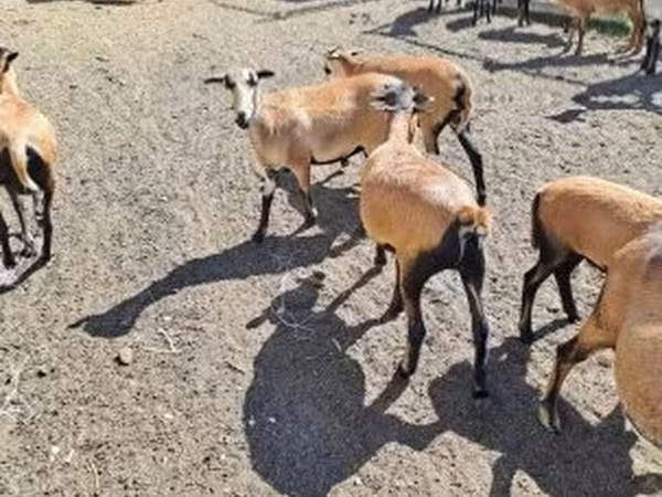 Ovelhas (lote, sexo não especificado), Cameroon sheep — Hungria