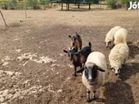 母羊, Tsigai sheep — 照片 5