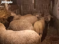 母羊, Sheep — 照片 5