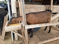Коза, Alpine goat — фото 1
