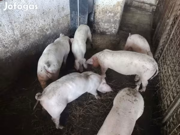 公猪, Топигс Норсвин
